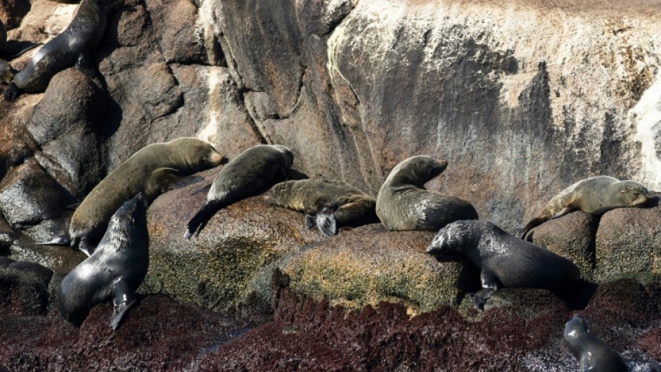 Seals rest on Isla de Lobos, an islet off the Uruguayan city of Punta del Este