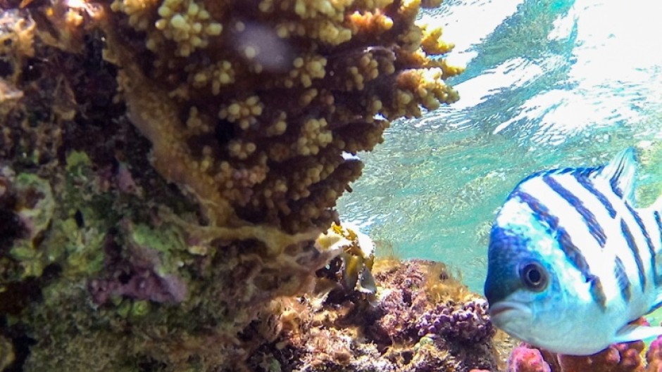 Coral is threatened globally by rising sea temperatures caused by climate change