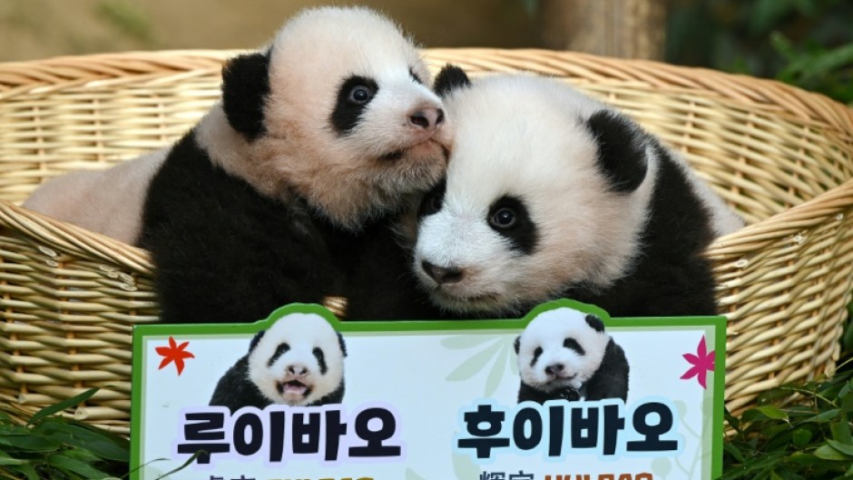 The names Rui Bao and Hui Bao mean 'wise treasure' and 'shining treasure', respectively