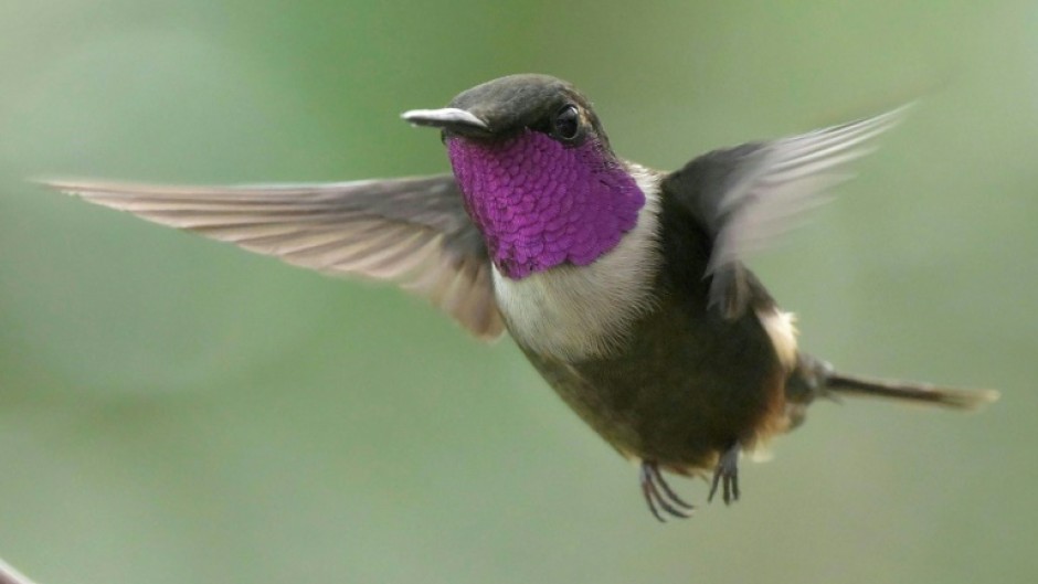 The tool has some limitations, including the relatively few bird calls available with which to train the computer model