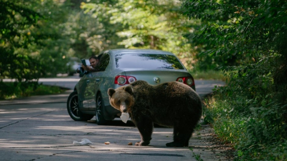 A bear eats a sandwich thrown by a passing driver, who films the animal with his mobile phone