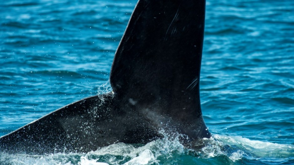 Right whales are thought to have once numbered up to 20,000, but the rise of commercial whaling decimated their population by the early 20th Century