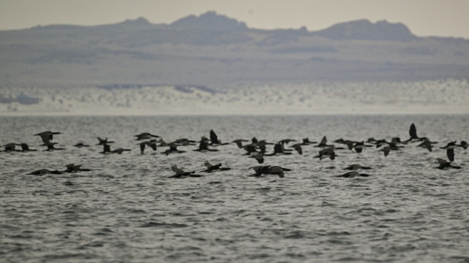 The world's worst bird flu outbreak has spread to the tip of South America, within striking distance of Antarctica