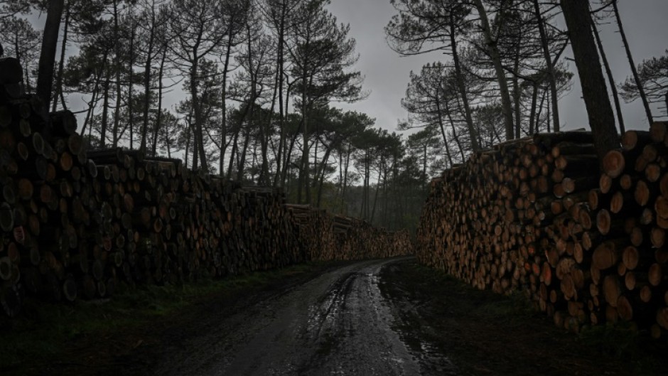 French authorities are battling an invasion of tree-killing bugs that are devouring the weakened pines of La Teste-De-Buch in southwestern France after the devastating wildfires