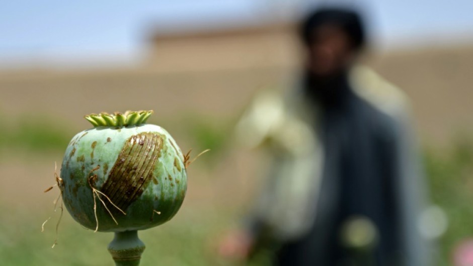 Taliban authorities vowed to end illegal drug production in Afghanistan and banned the cultivation of the poppy plant, from which opium and heroin are extracted