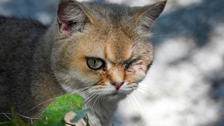 An animal shelter in China's Jiangsu province is home to scores of cats rescued from the country's underground meat trade