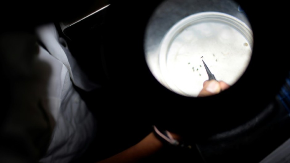 A lab technician studies mosquitoes carrying the chikungunya virus in a public health laboratory in Acapulco, Mexico in 2015