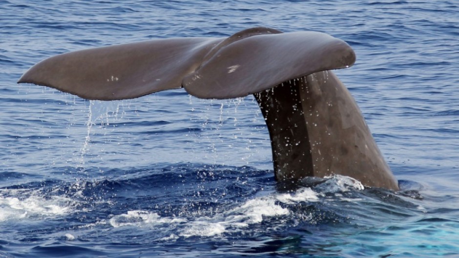 Sperm whales are the largest toothed predators on the planet, living in matrilineal societies with distinct cultures and dialects
