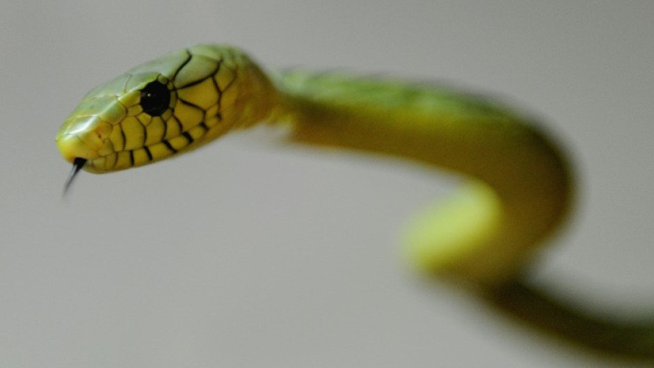 The green mamba is extremely dangerous, authorities warn 