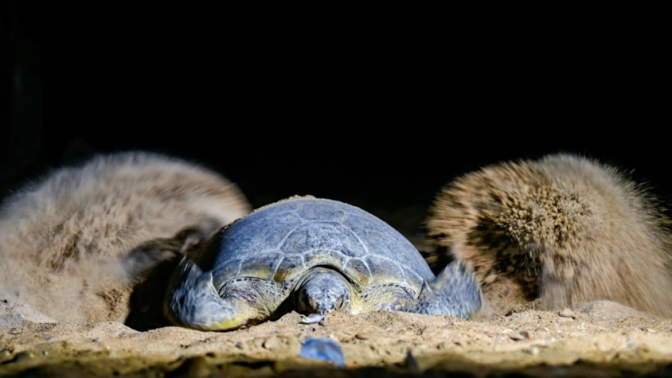 A green turtle covers her eggs with sand on Sandspit beach along the Arabian Sea in Karachi