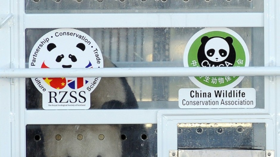 Yang Guang was accompanied by Tian Tian on the trip from China