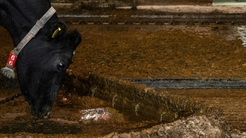 Japan's space industry opens potentially an udder-ly new chapter with a start-up testing a prototype rocket engine that runs on fuel derived purely from cow dung

