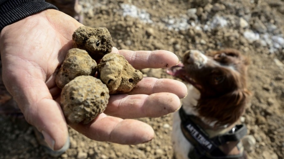 Black truffles are one of the most exclusive and expensive delicacies on the planet