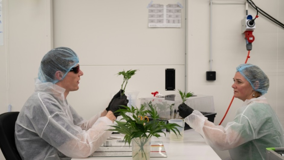 The cannabis is grown with almost scientific precision