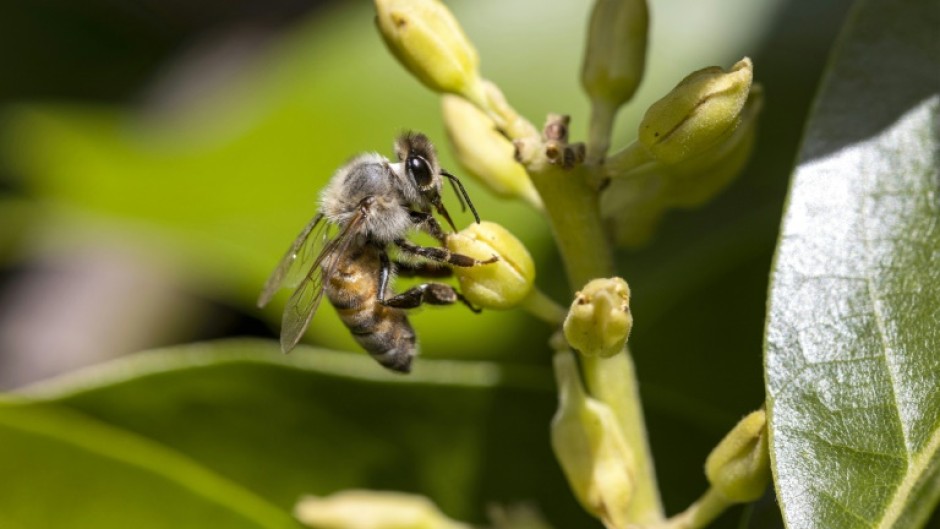 Some insects – such as ants and bees – navigate visually based on the intensity and polarisation of sunlight 