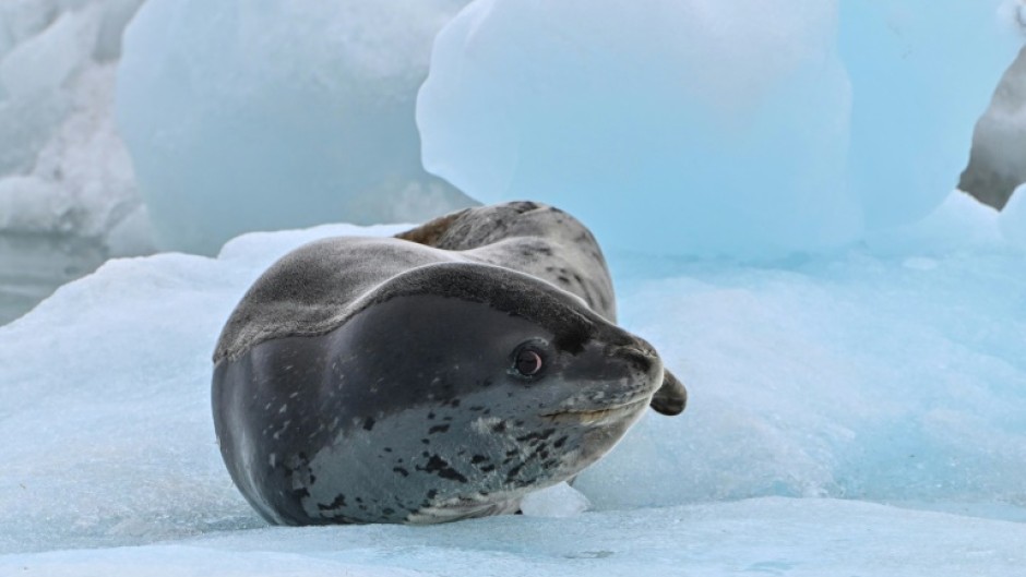 A leopard seal (Hydrurga leptonyx) is pictured on Livingston Island in the South Shetland Islands, Antarctica, on January 27, 2024