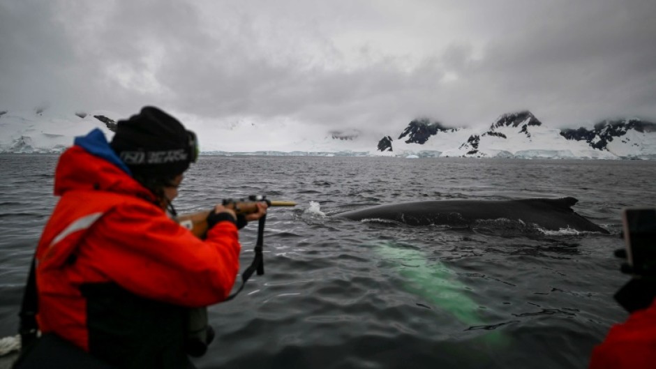 Later on his excursion, Mojica finds himself surrounded by humpback whales. When a tail or back pokes out of the rough waters he carefully takes aim with his rifle