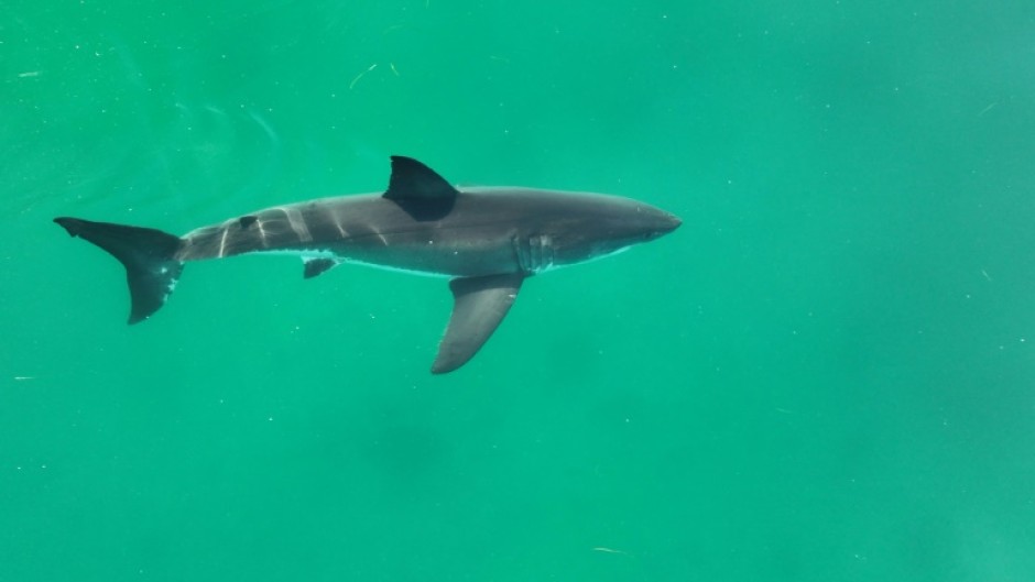 A July 2023 framegrab handout on January 29, 2024 by wildlife photographer Carlos Gauna, known as The Malibu Artist, shows an adult great white shark filmed off the California coast near Santa Barbara