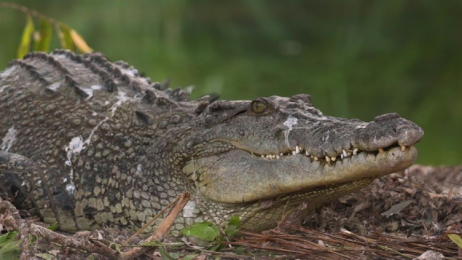 From the brink of extinction to Australia's croc 'paradise'