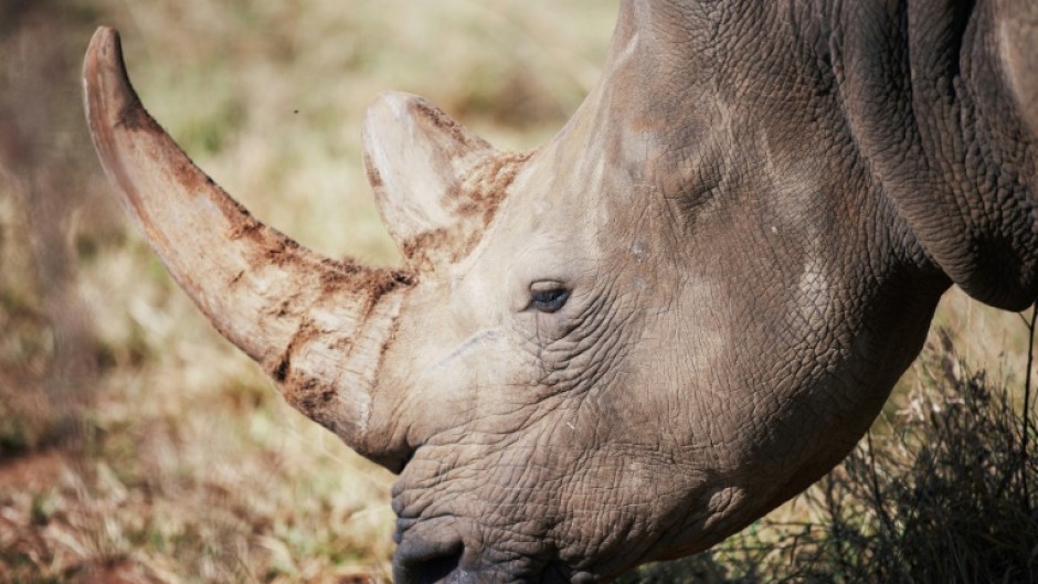 Africa had nearly 23,300 specimens of rhino at the end of 2022, a more than five-percent rise on the previous year, according to the IUCN
