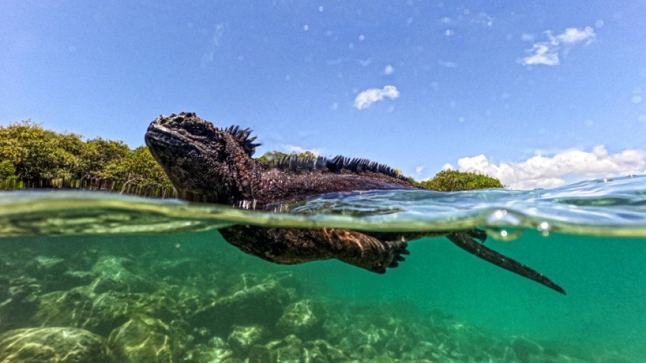 A marine iguana (Amblyrhynchus cristatus) is seen in Tortuga Bay at Santa Cruz Island, part of the Galapagos archipelago in Ecuador