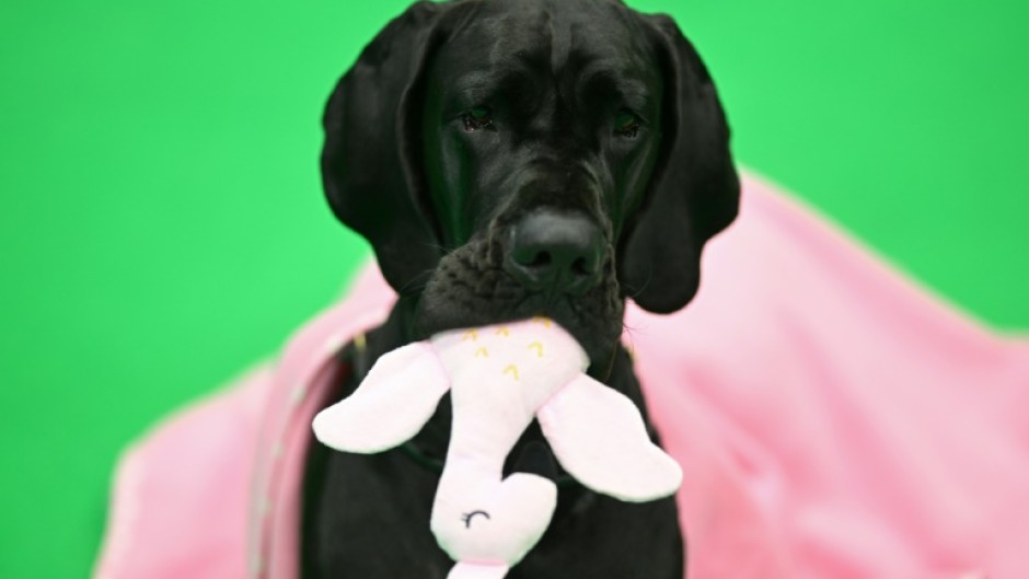 A Great Dane chews its soft toy on the third day of the Crufts dog show in Birmingham, central England