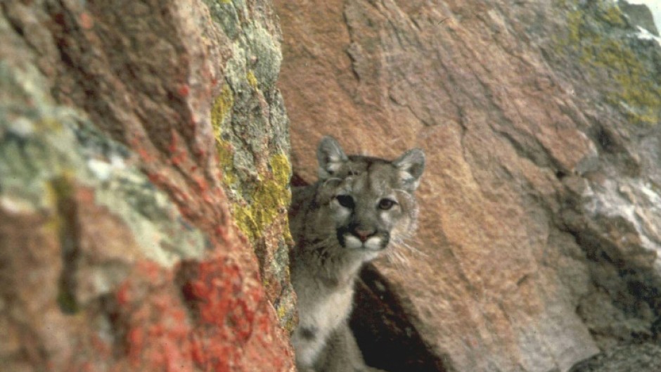 A mountain lion, also known as a cougar, is seen in the western region of the United States
