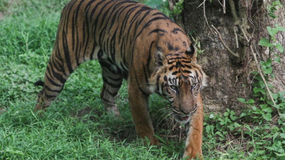 Sumatran tigers are the only endemic tiger species left in existence in Indonesia
