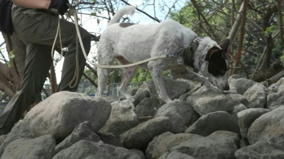 Paw responders: Philippines trains pet dogs for search and rescue