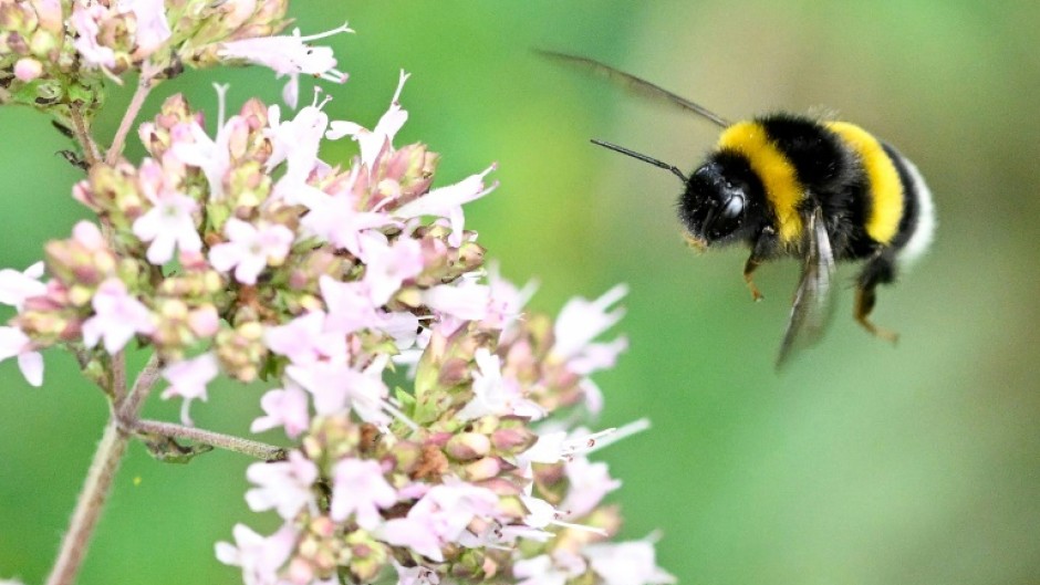 Researchers said more studies need to be done on whether other bumblebee species have a similiar trait