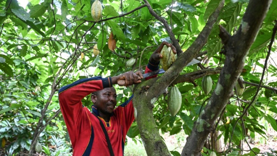 In Ivory Coast, with record heat the precious cocoa beans are no longer ripening as they should