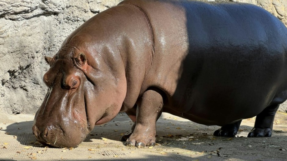 This undated handout image released to AFP by Osaka's Tennoji Zoo shows "Gen-chan", a 12-year-old hippopotamus who was thought to be male but tests showed was female