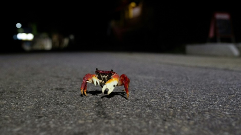 Some 475 million vertebrate animals die on Brazilian roads every year