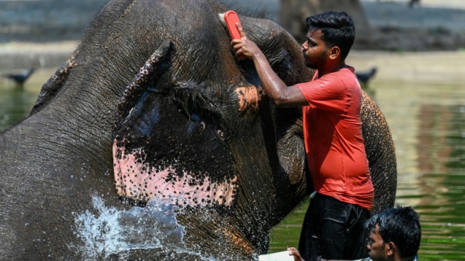 Caretakers bathe an elephant at a zoo in Mumbai as authorities across South and Southeast Asia issue extreme heat warnings