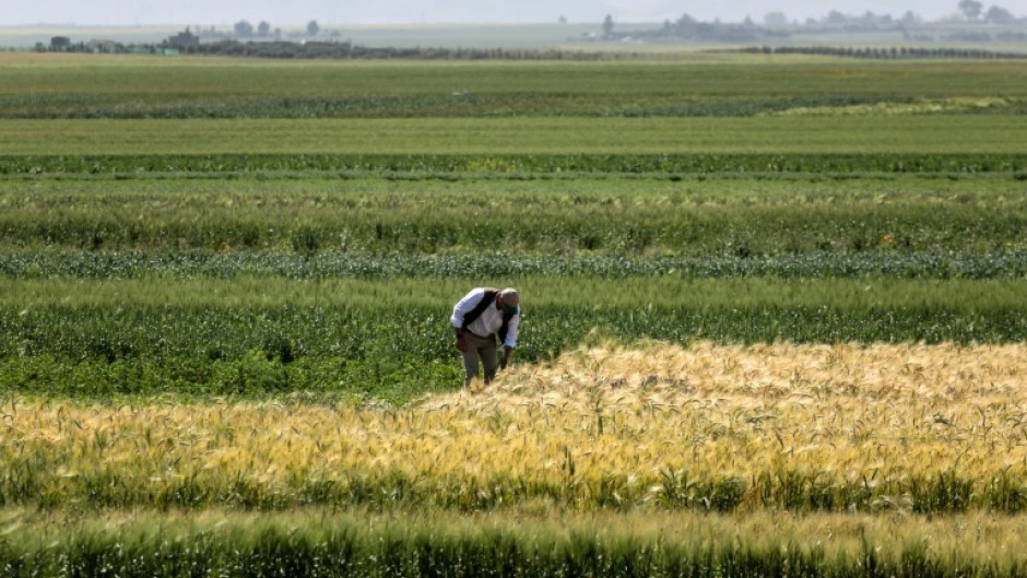 Cultivated areas across Morocco are expected to shrink to 2.5 million hectares in 2024 compared with 3.7 million last year