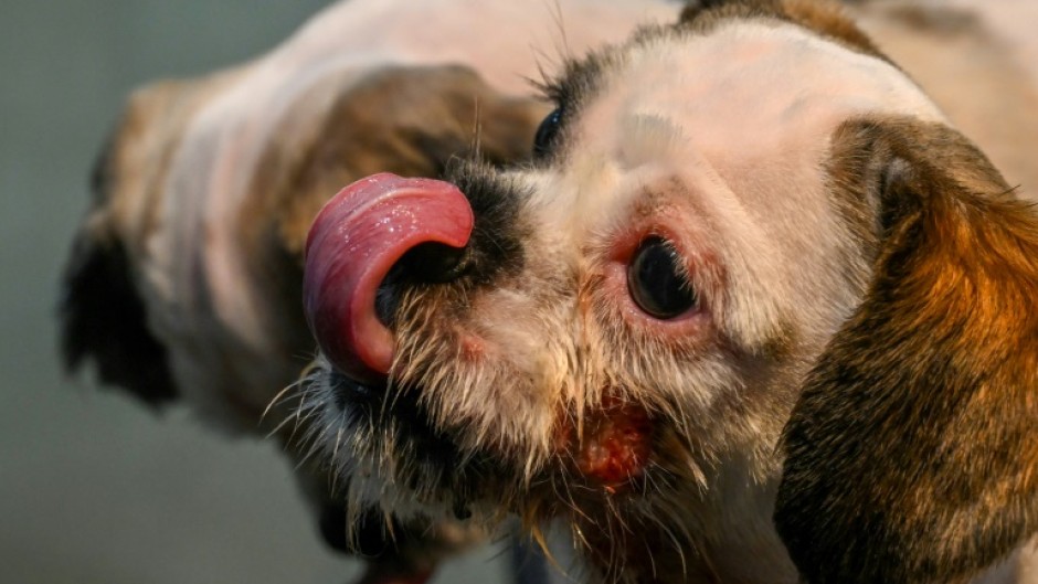 Kolkata veterinary clinics have been inundated with pets suffering nosebleeds, severe skin rashes and lapses into unconsciousness 
