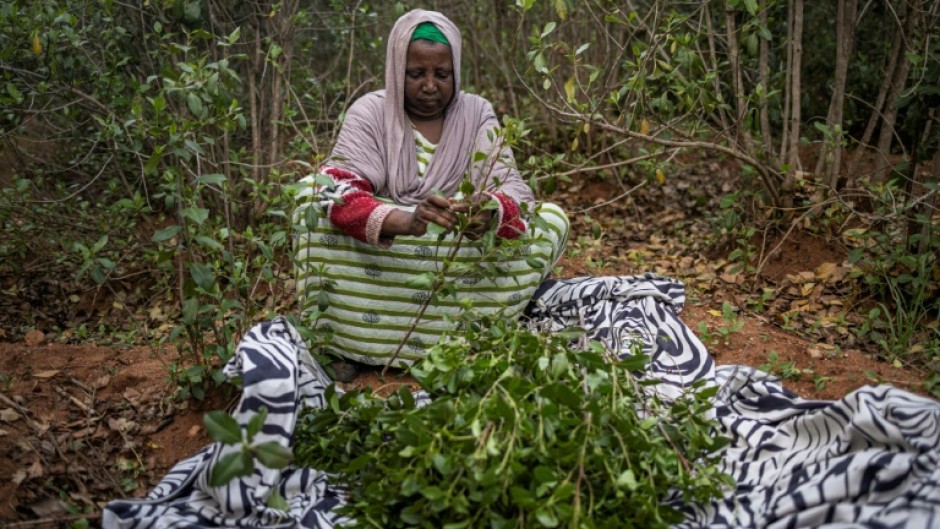 Khat prices have plunged following an overly abundant harvest