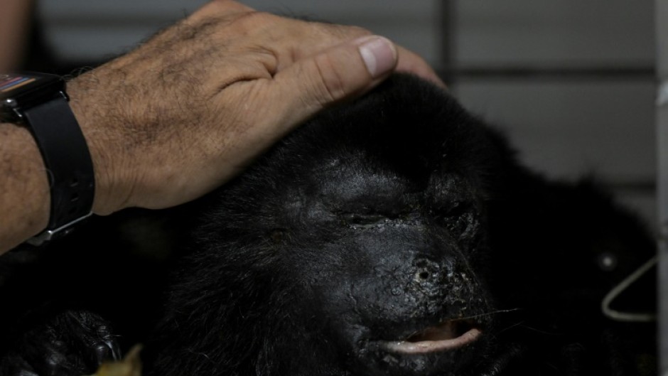 A sick howler monkey recovers at a clinic in southern Mexico after being taken there by residents