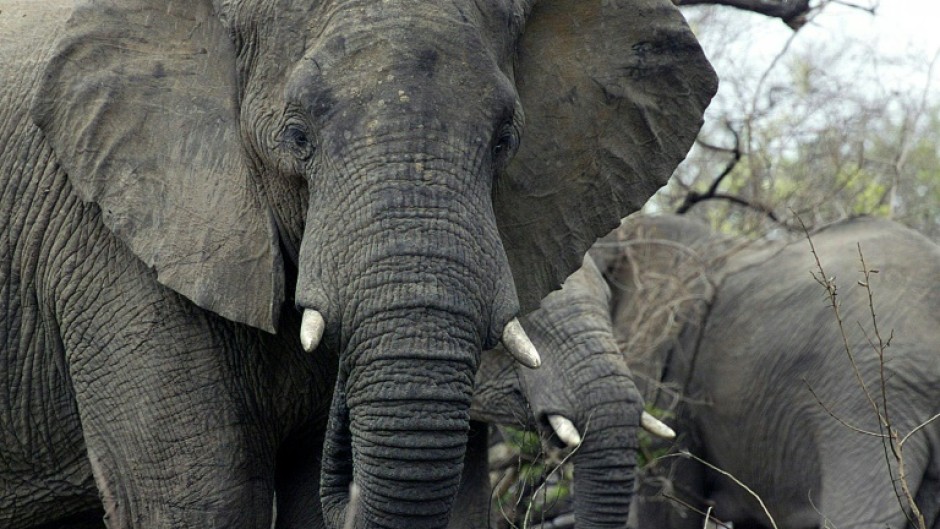 A US court has ruled that while African elephants might be 'cognitively, psychologically, or socially sophisticated' they are not people and not covered by the principle of habeas corpus