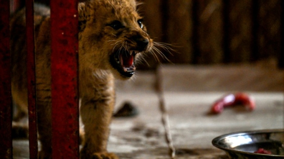 A lion cub confiscated from Pakistani YouTube star Rajab Butt growls inside his enclosure at a zoo in Lahore