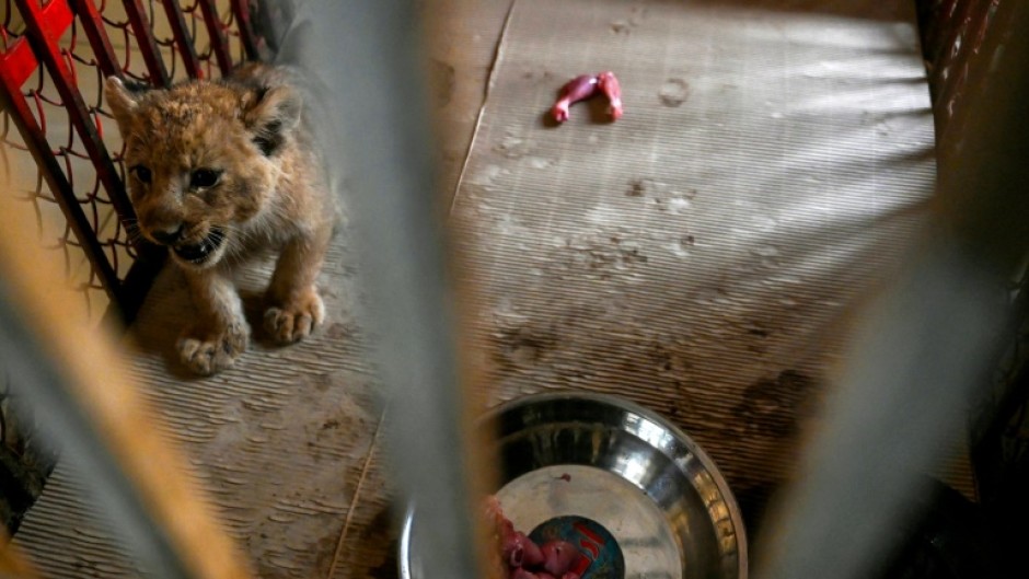 Every month for one year, YouTube star Rajab Butt must post a five-minute video dedicated to animal rights