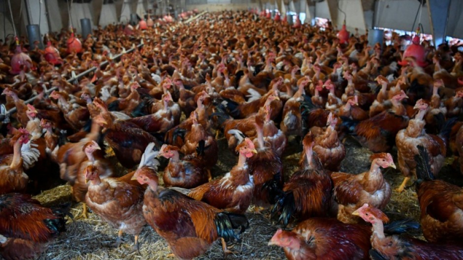 Farmers are calling on the UK government to lift a ban on vaccinations of poultry to help stem outbreaks of bird flu