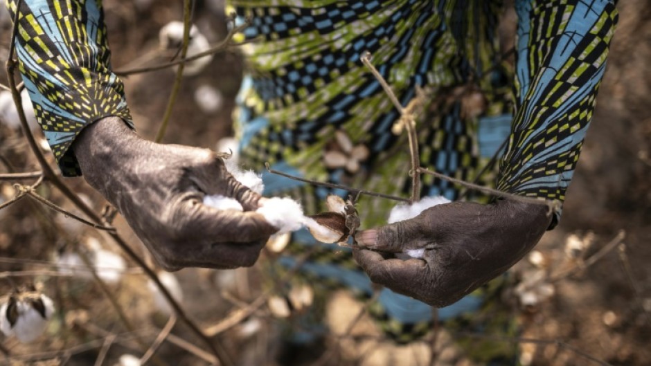 Most of Benin's cotton harvest is exported for processing to garment-producing countries like Bangladesh and China