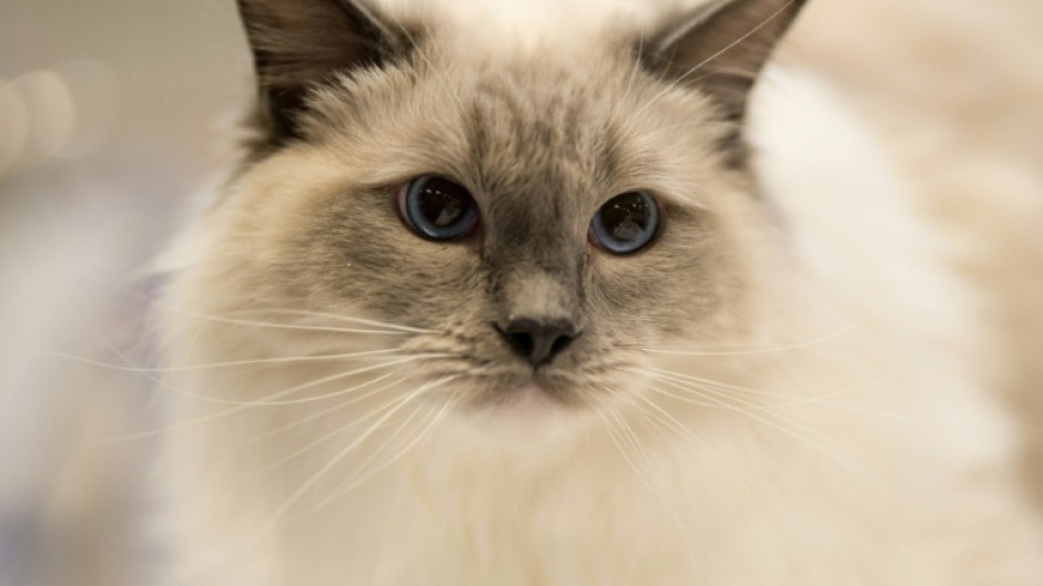 Scotland has no plans to ban cats after a new report suggested containment areas could be created to protect wildlife in 'vulnerable areas'