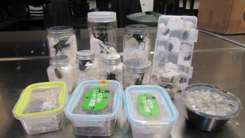 Live scarab beetles, stag beetles and darkling beetles were found hidden among a consignment of Japanese snacks that came into Los Angeles, customs officials said