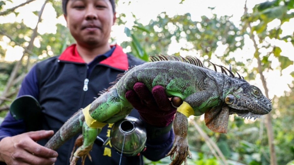 A hunter holds a captured iguana in Pingtung, Taiwan. The iguana population has exploded since the spikey-backed giant lizards were introduced from Central and South America more than 20 years ago as exotic pets