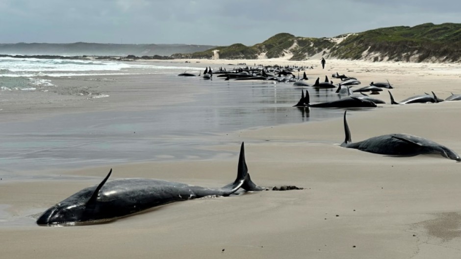 A pod of 157 dolphins lies on the sand of a remote beach in Tasmania. Handout photo from the Department of Natural Resources and Environment Tasmania 