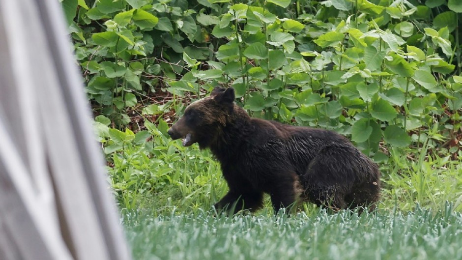 A brown bear on the loose after injuring four people in Sapporo, Hokkaido prefecture, in 2021 