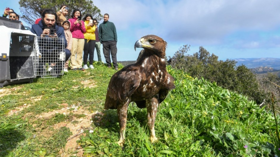 Aquila the golden eagle is freed following its rehabilitation by volunteers of Tunisia's Wildlife Association
