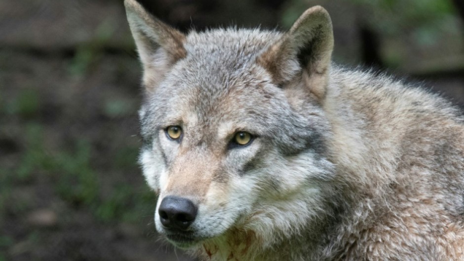 Wolves in most of Europe are less protected from today